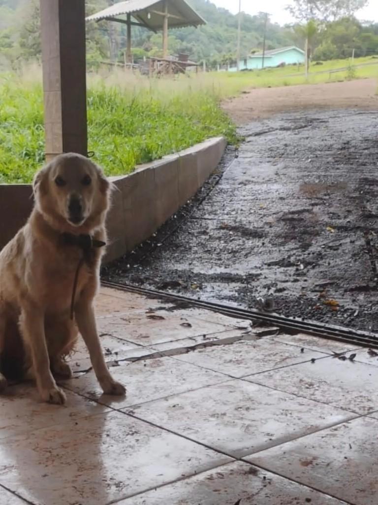 Caramelo, cachorro de porte médio para adoção em Concórdia - SC