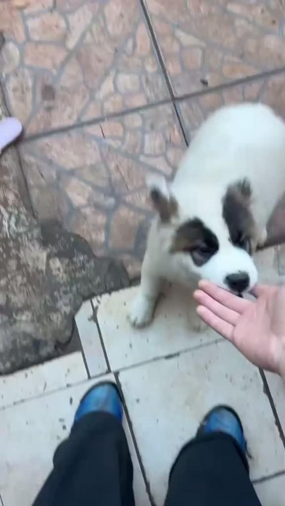 Panda, cachorro de porte grande para adoção em Concórdia - SC