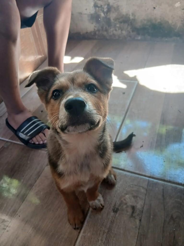 Kloe, cadela de porte médio para adoção em Concórdia - SC — foto 2 de 2