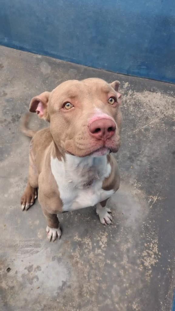 Danilo, cachorro de porte médio para adoção em Nazaré Paulista - SP