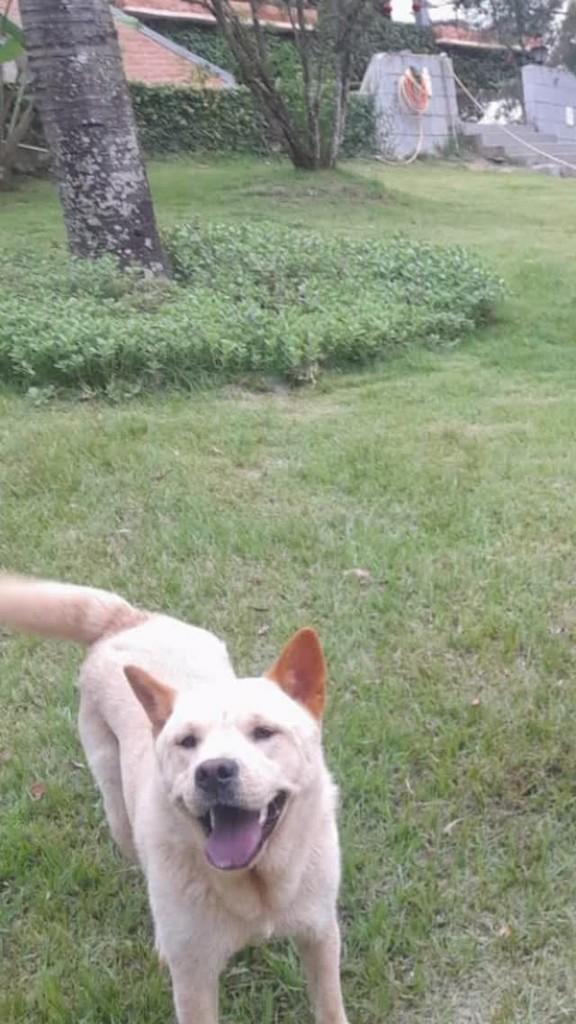 Kiara, cadela de porte médio para adoção em Louveira - SP