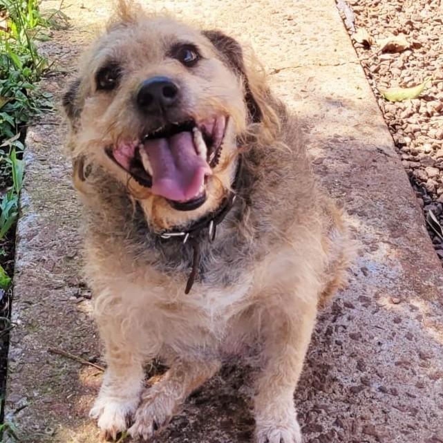 Molly, cachorro de porte médio para adoção em Panambi - RS