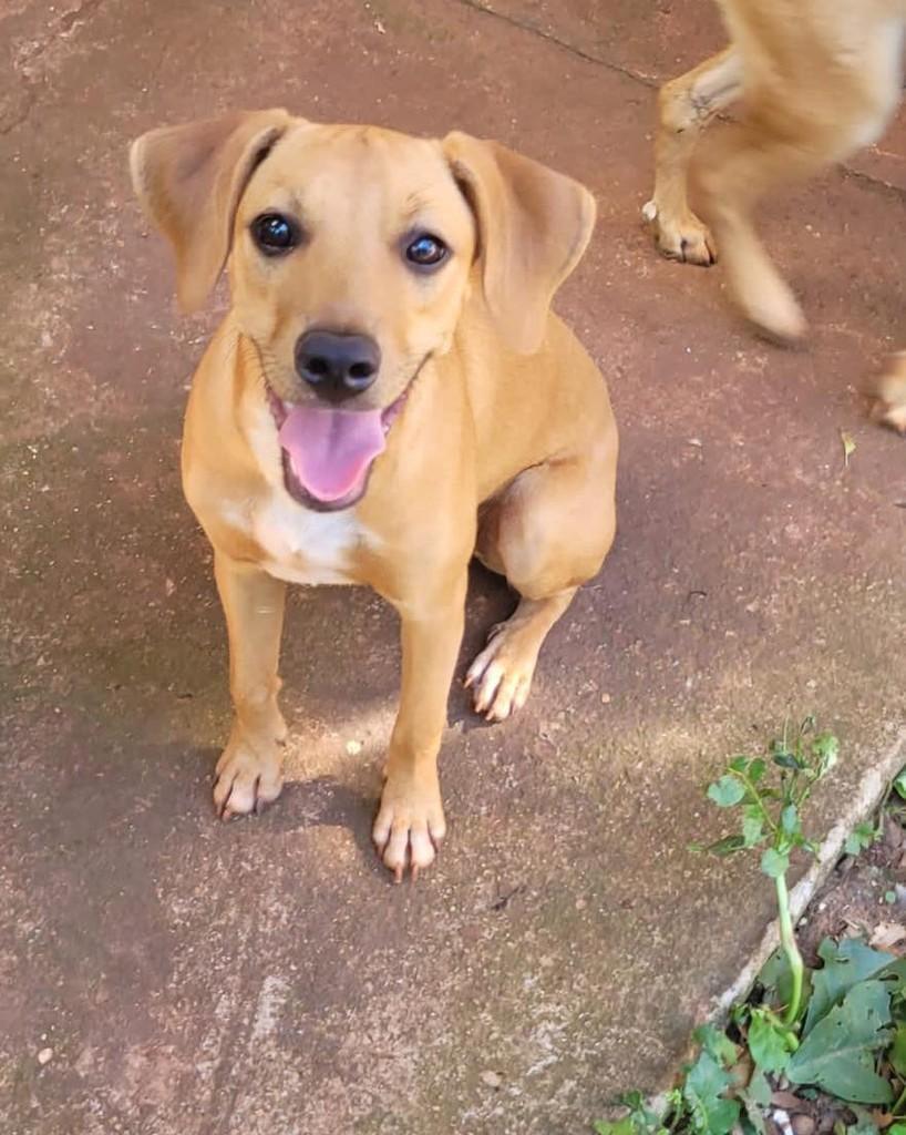Caramela, cachorro de porte grande para adoção em Panambi - RS