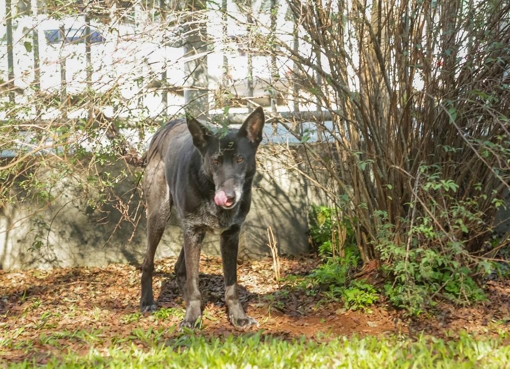Preto, cachorro de porte médio para adoção em Panambi - RS
