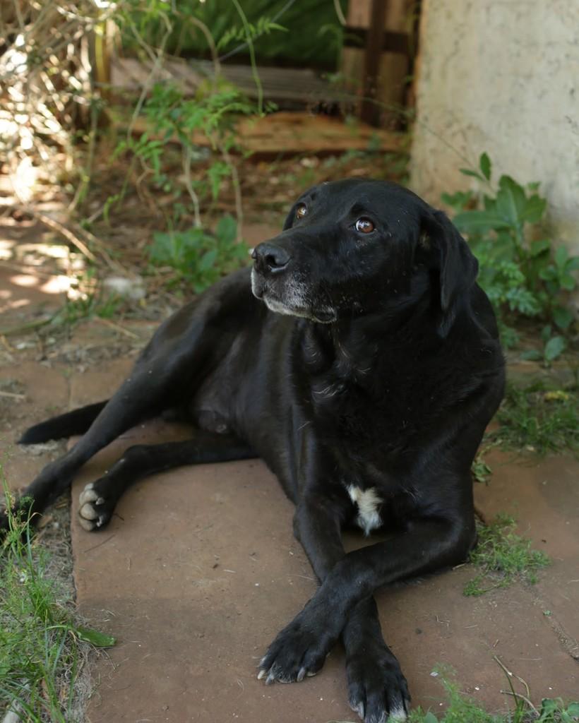 Negão, cachorro de porte médio para adoção em Panambi - RS