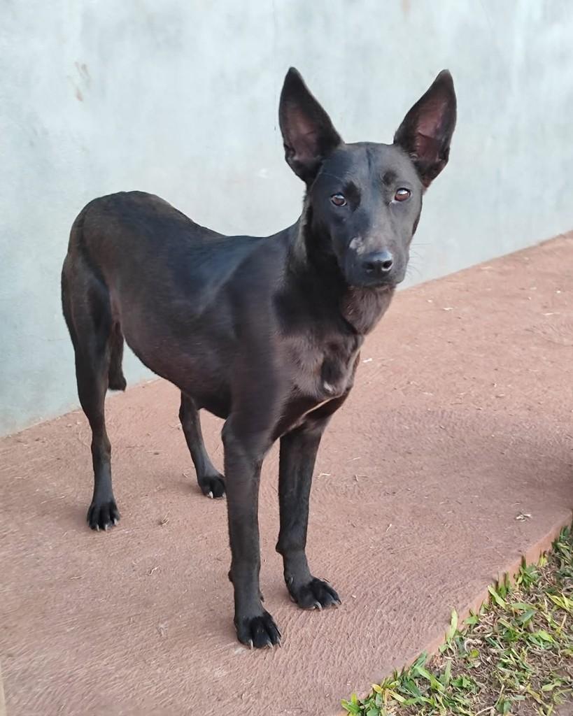 Céu, cachorro de porte médio para adoção em Panambi - RS