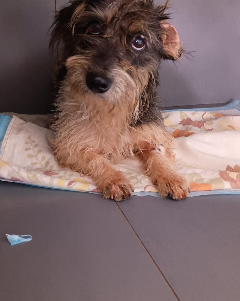 Jade, cachorro de porte pequeno para adoção em Panambi - RS
