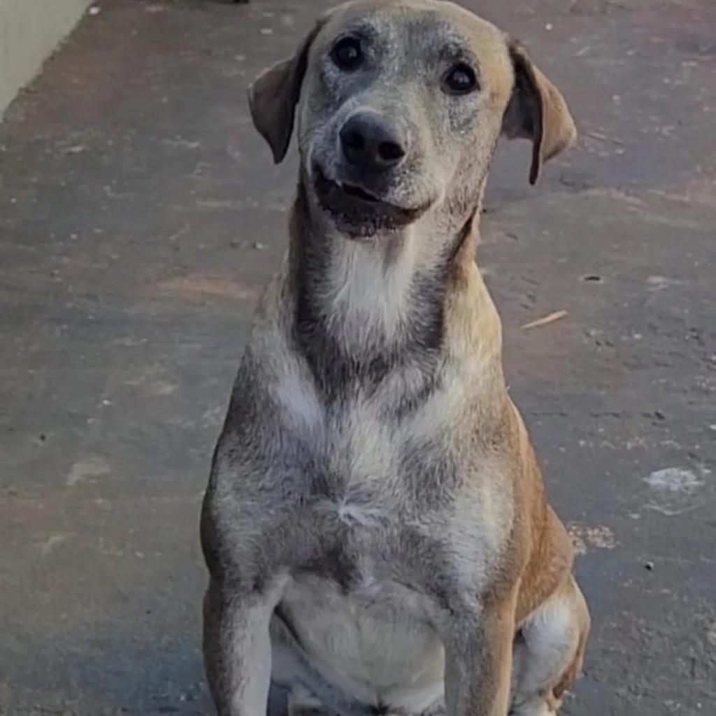 Choco, cachorro de porte grande para adoção em Panambi - RS