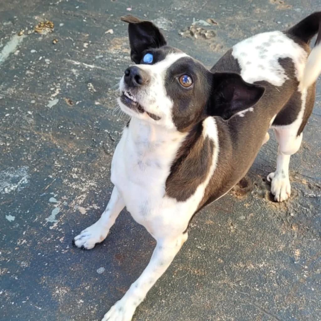 Zequinha, cachorro de porte pequeno para adoção em Panambi - RS
