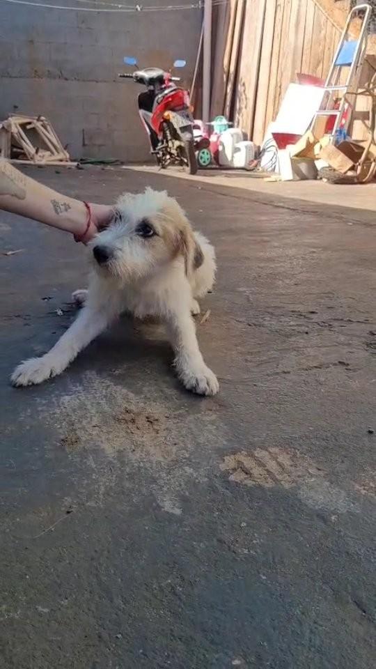 Babaloo, cadela de porte médio para adoção em Panambi - RS