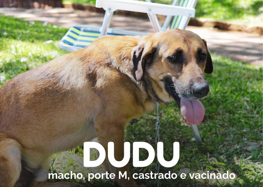 Dudu, cachorro de porte médio para adoção em Panambi - RS