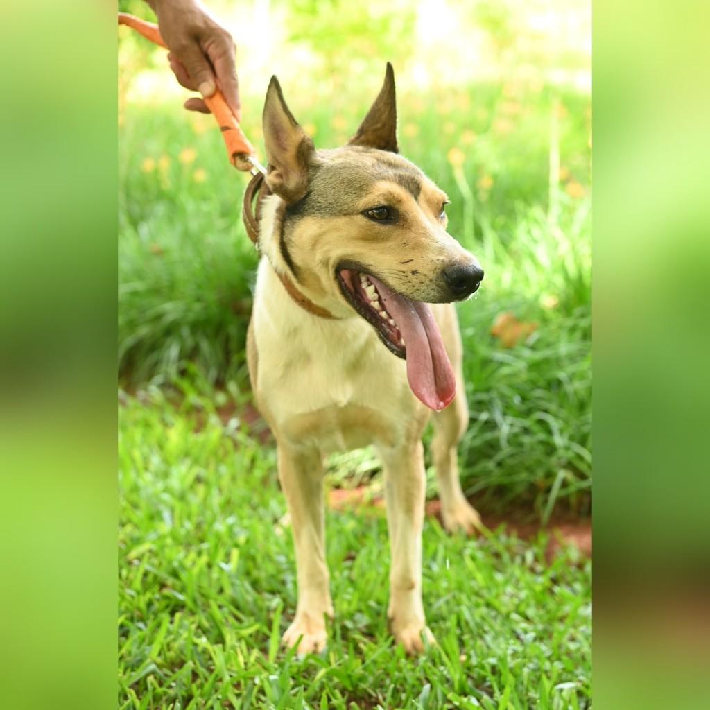 Nico, cachorro de porte médio para adoção em Panambi - RS