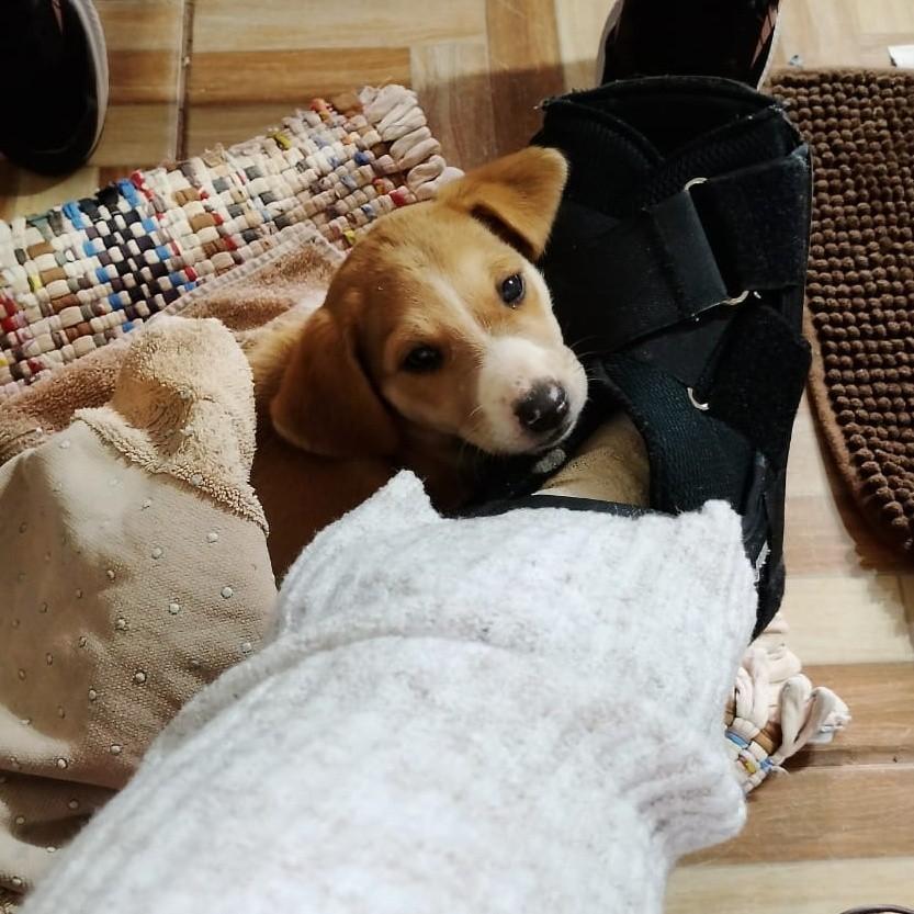 Filhotinha, cachorro de porte grande para adoção em Panambi - RS
