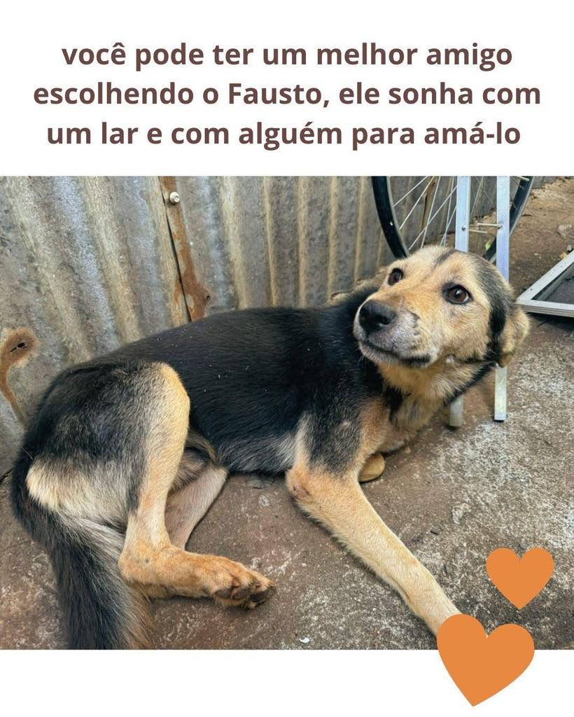 Fausto, cachorro de porte médio para adoção em Panambi - RS