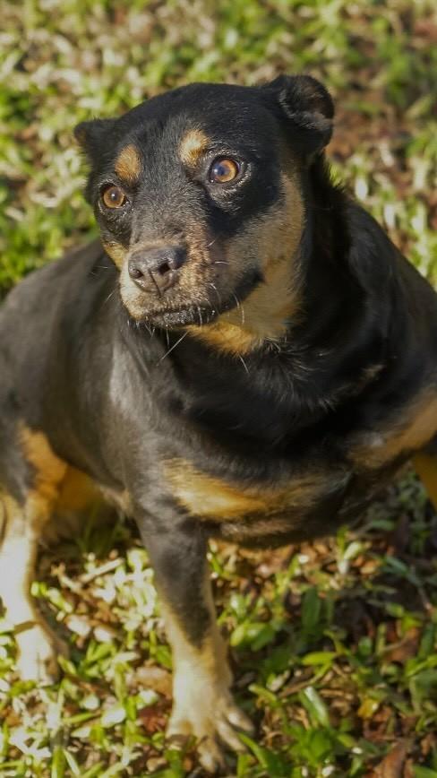 Serena, cadela de porte pequeno para adoção em Panambi - RS