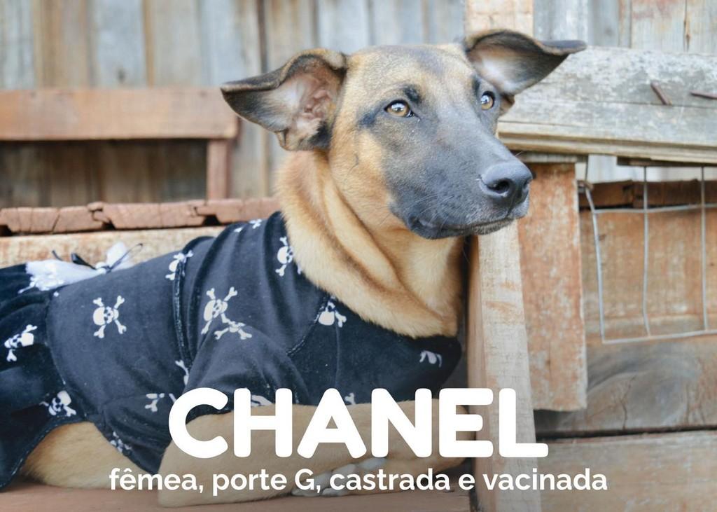 Chanel, cadela de porte pequeno para adoção em Panambi - RS