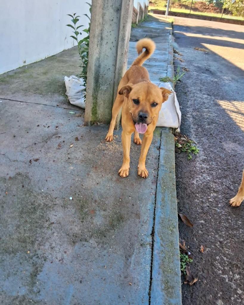 Caramelo, cachorro de porte pequeno para adoção em Panambi - RS