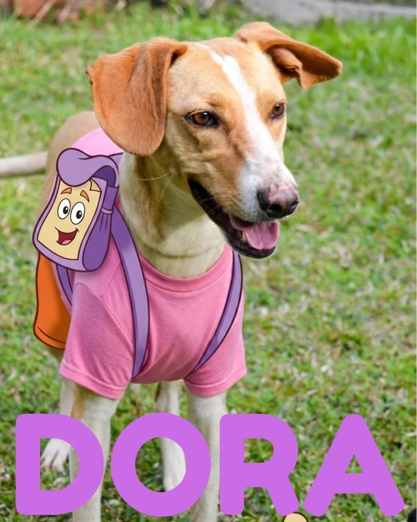 Dora, cachorro de porte médio para adoção em Panambi - RS