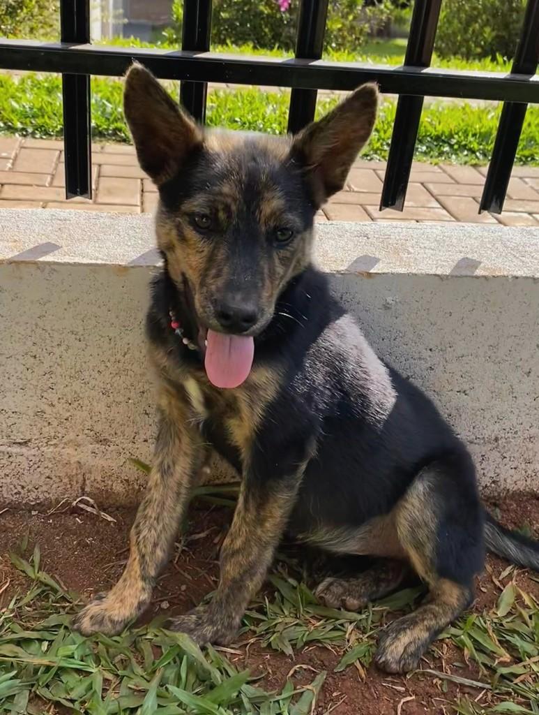 Sol, cachorro de porte médio para adoção em Panambi - RS