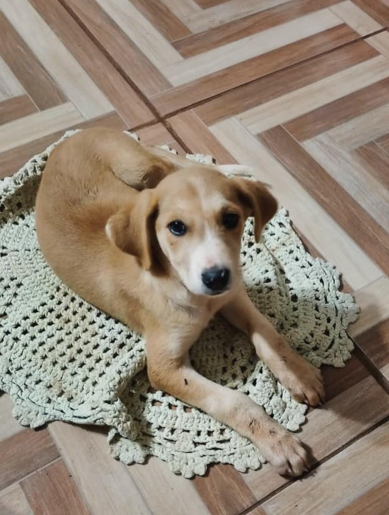 Pitoca, cachorro de porte médio para adoção em Panambi - RS