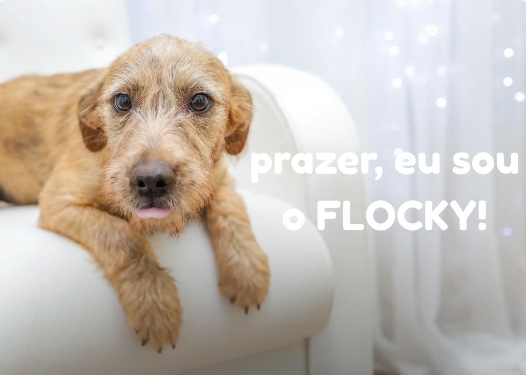 Flocky, cachorro de porte pequeno para adoção em Panambi - RS