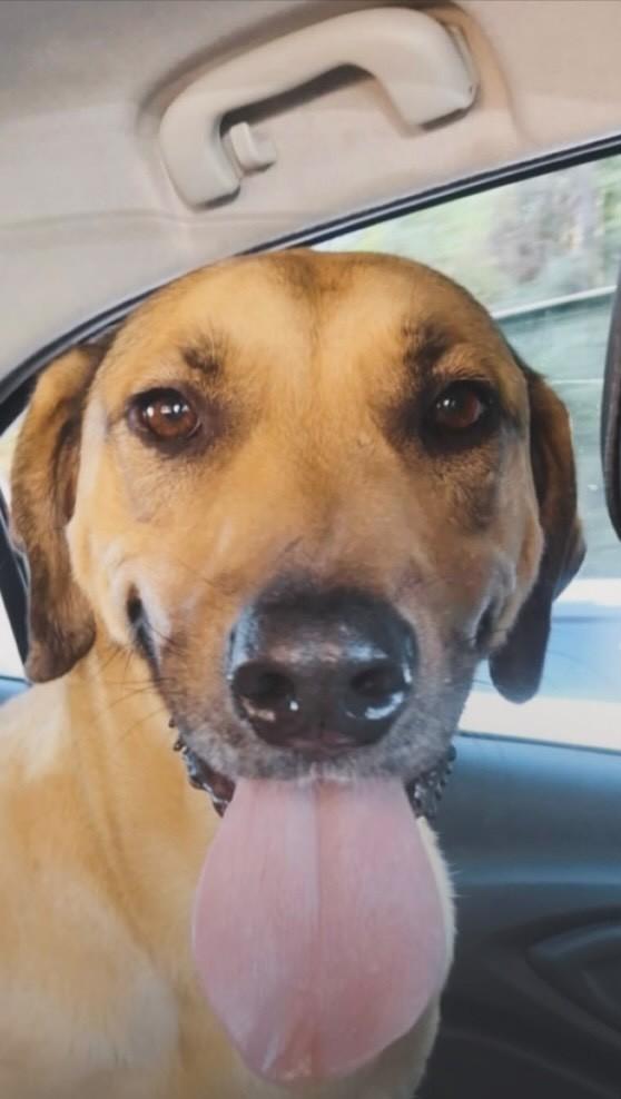 Caramellow, cachorro de porte grande para adoção em Panambi - RS