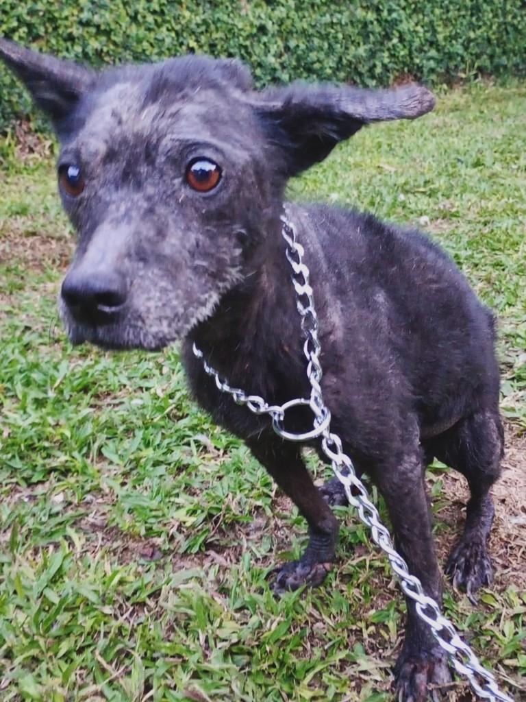 Perla, cachorro de porte médio para adoção em Panambi - RS