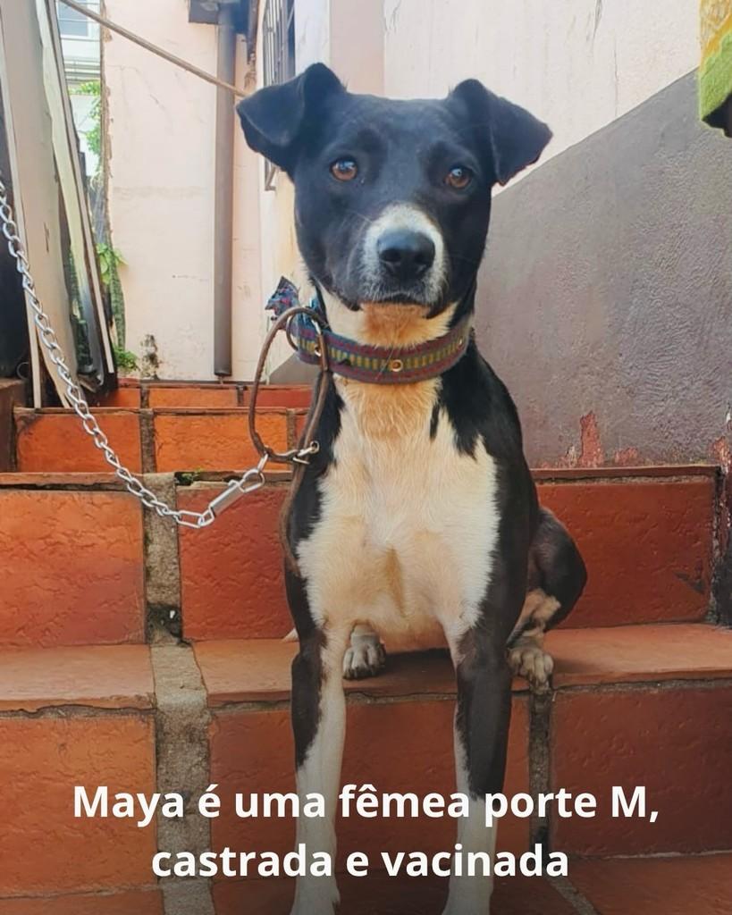 Maya, cachorro de porte médio para adoção em Panambi - RS