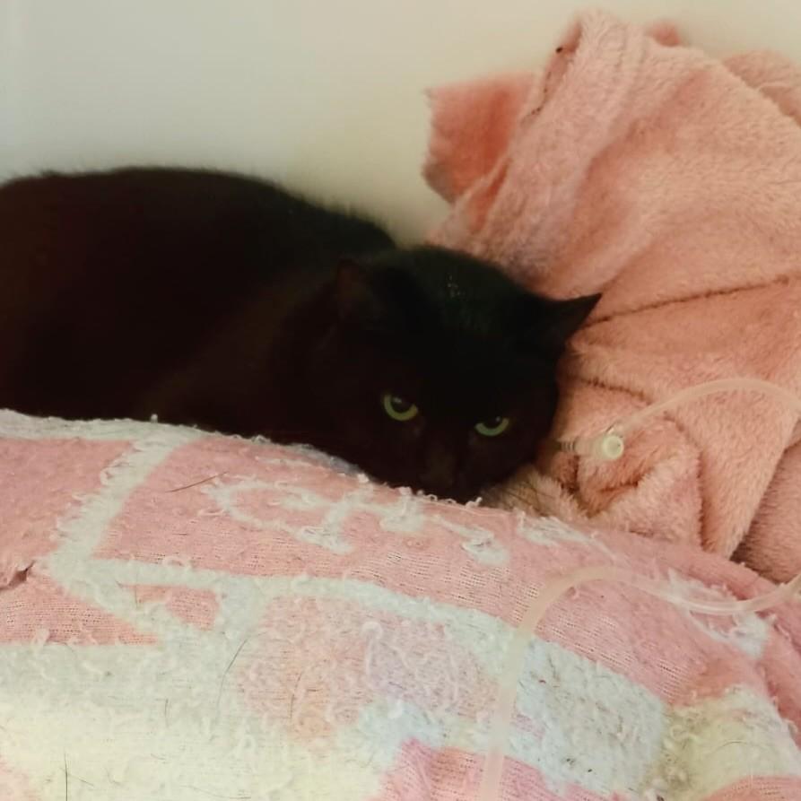 Wandinha, gata para adoção em Panambi - RS
