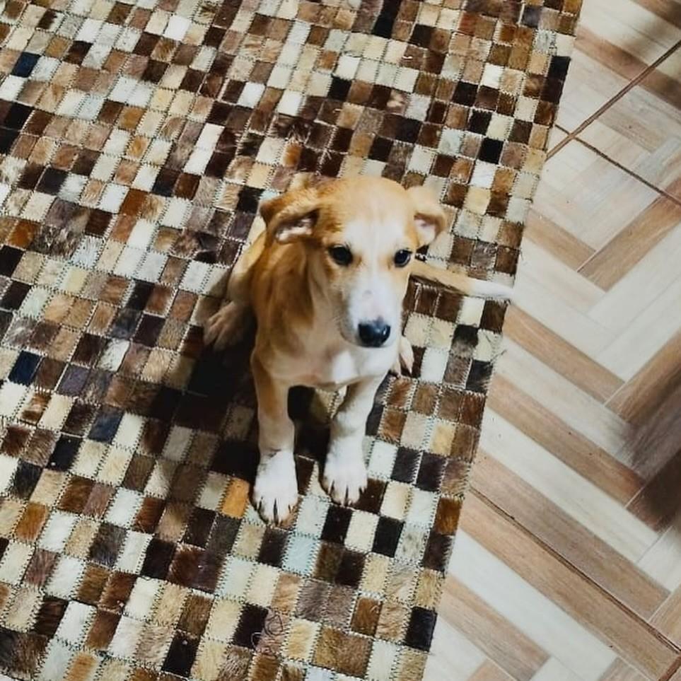 Mel, cadela de porte grande para adoção em Panambi - RS