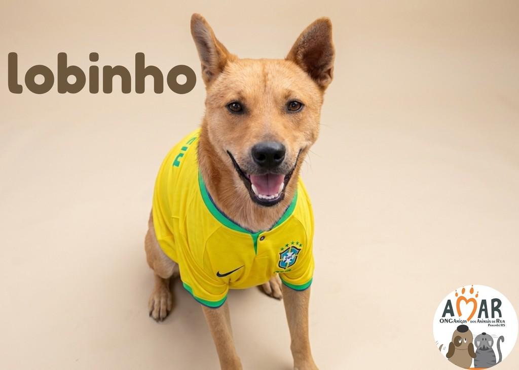 Lobinho, cachorro de porte médio para adoção em Panambi - RS