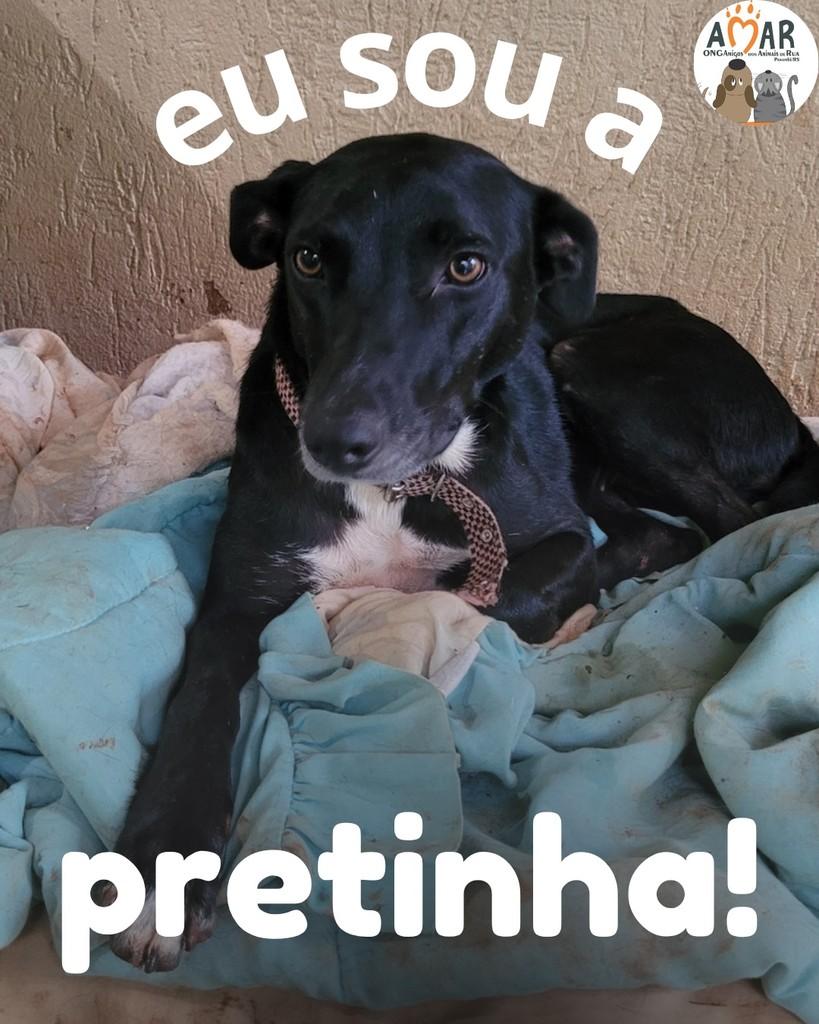Pretinha, cachorro de porte médio para adoção em Panambi - RS
