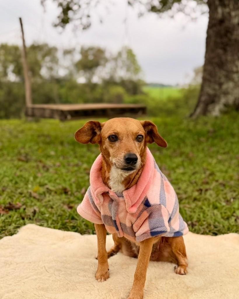 Teka, cadela de porte pequeno para adoção em Panambi - RS