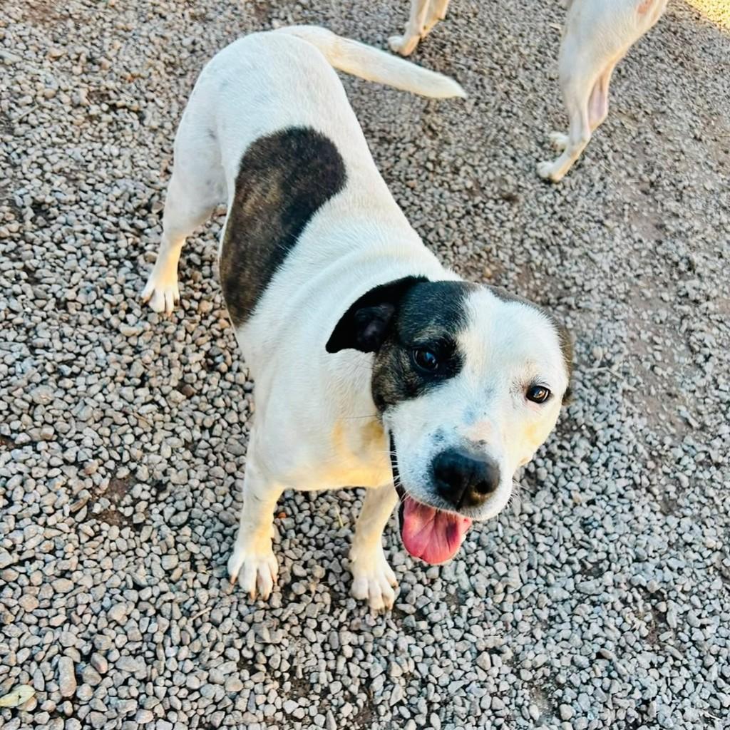 Benji, cachorro de porte médio para adoção em Panambi - RS