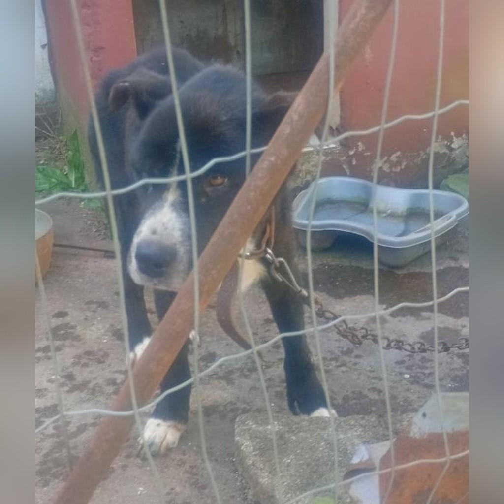 Lucky, cachorro de porte médio para adoção em Panambi - RS