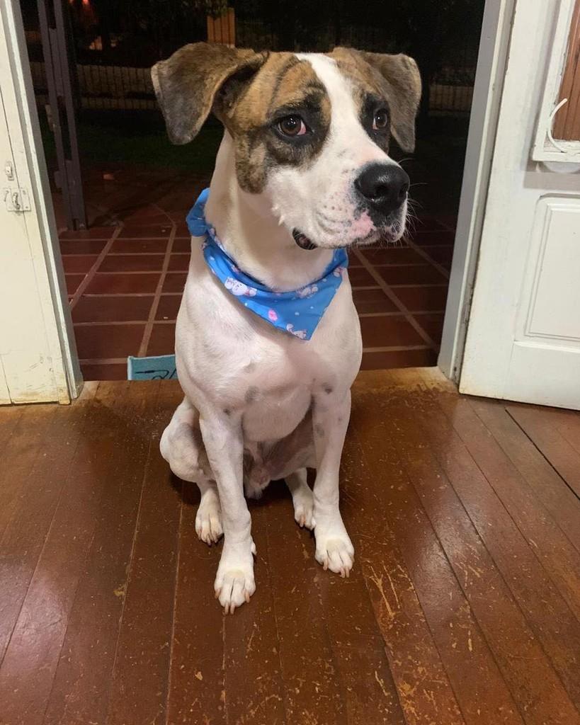 Bartolomeu, cachorro de porte grande para adoção em Medianeira - PR