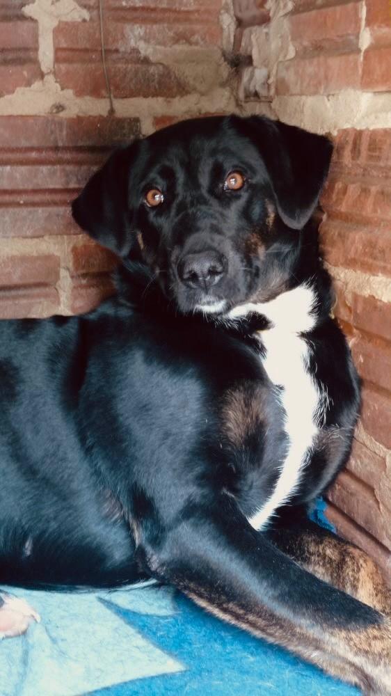 Bela Trixie, cadela de porte grande para adoção em Panambi - RS
