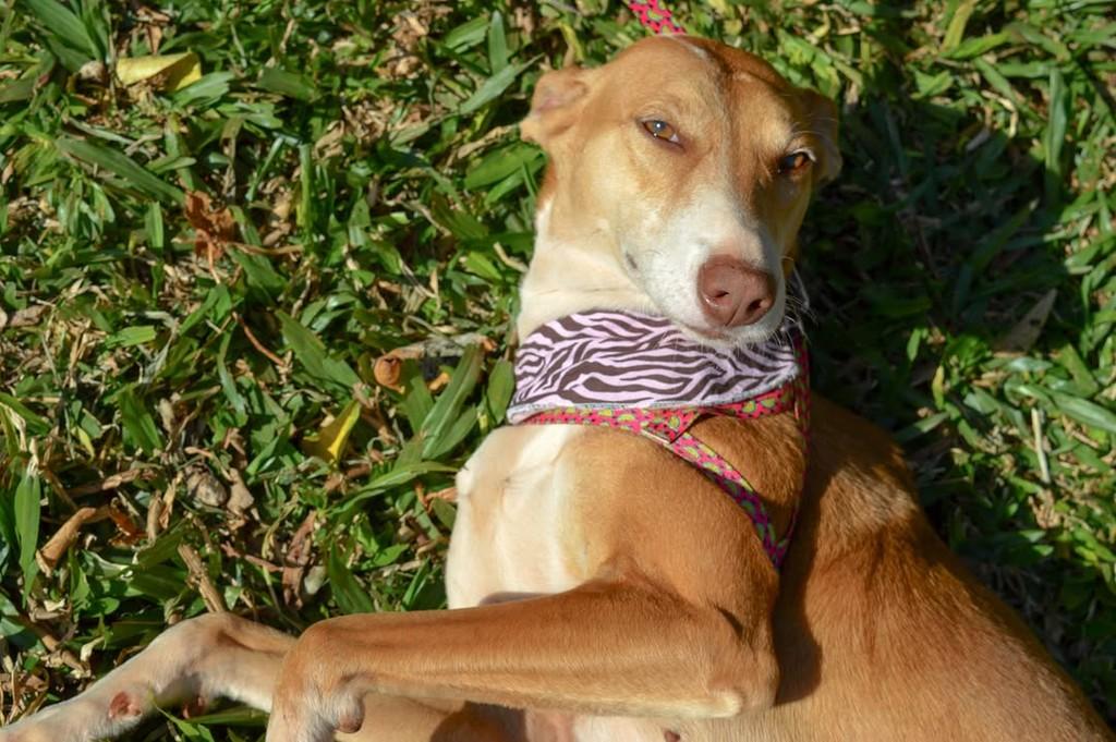 Kiara, cadela de porte grande para adoção em Panambi - RS