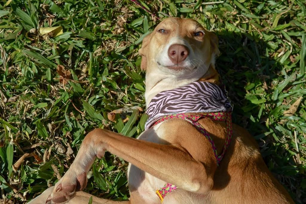 Kiara, cadela de porte grande para adoção em Panambi - RS — foto 3 de 4