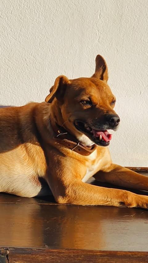 Theo, cachorro de porte pequeno para adoção em Panambi - RS