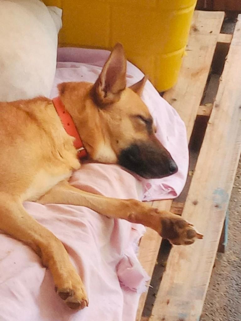 Milu, cadela de porte médio para adoção em Panambi - RS