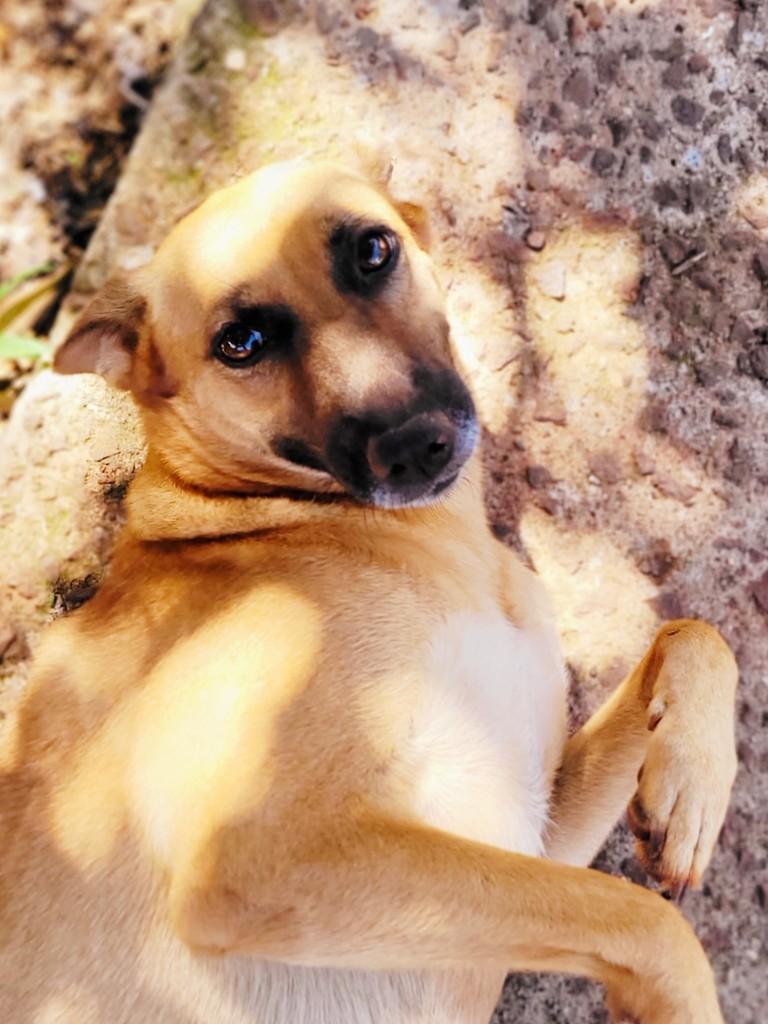 Milu, cadela de porte médio para adoção em Panambi - RS — foto 2 de 5