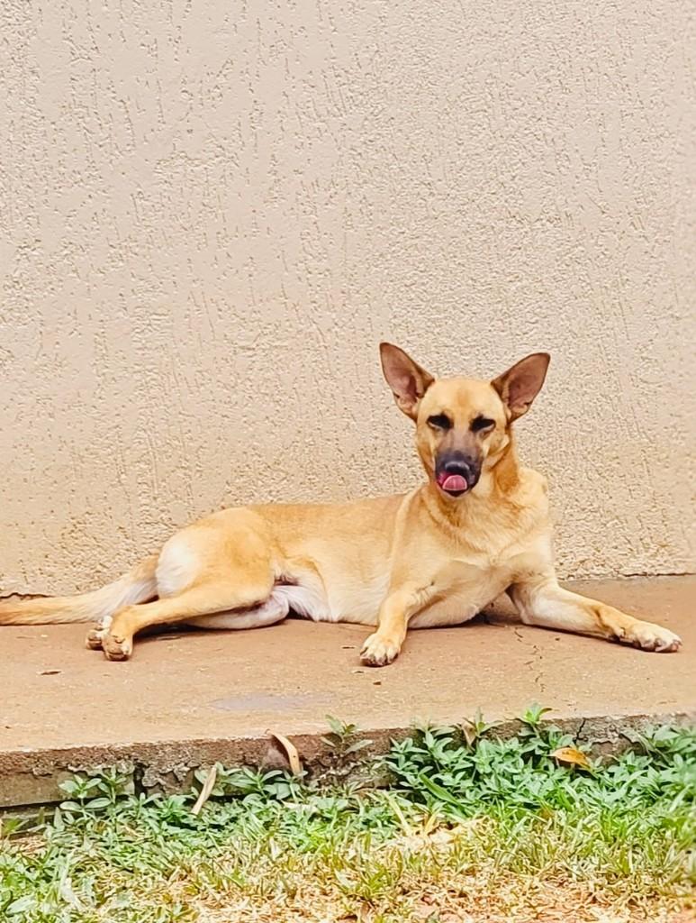 Milu, cadela de porte médio para adoção em Panambi - RS — foto 3 de 5