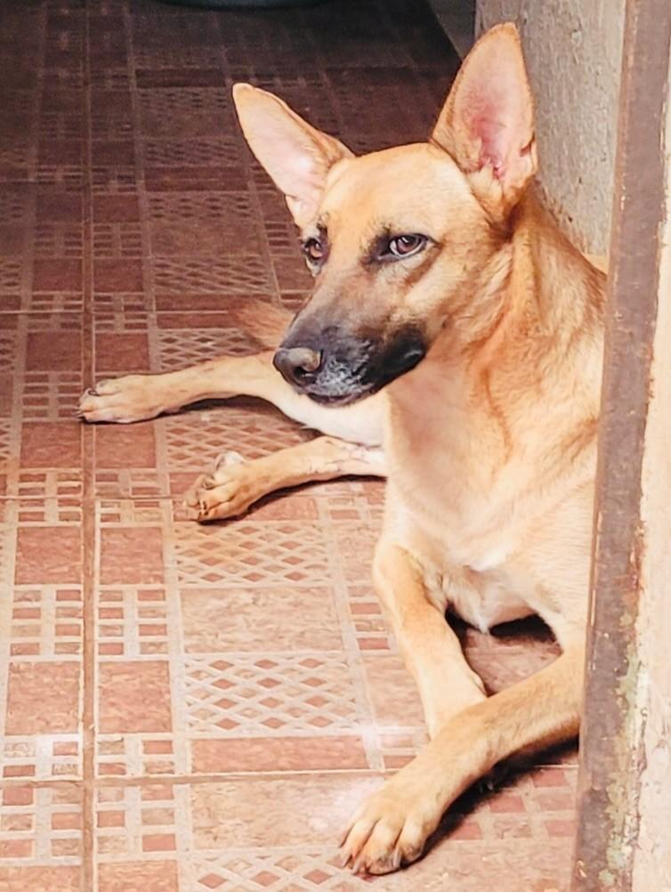 Milu, cadela de porte médio para adoção em Panambi - RS — foto 4 de 5