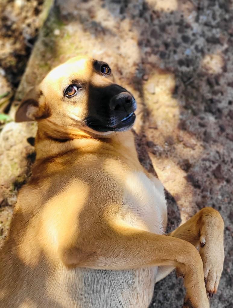 Milu, cadela de porte médio para adoção em Panambi - RS — foto 5 de 5