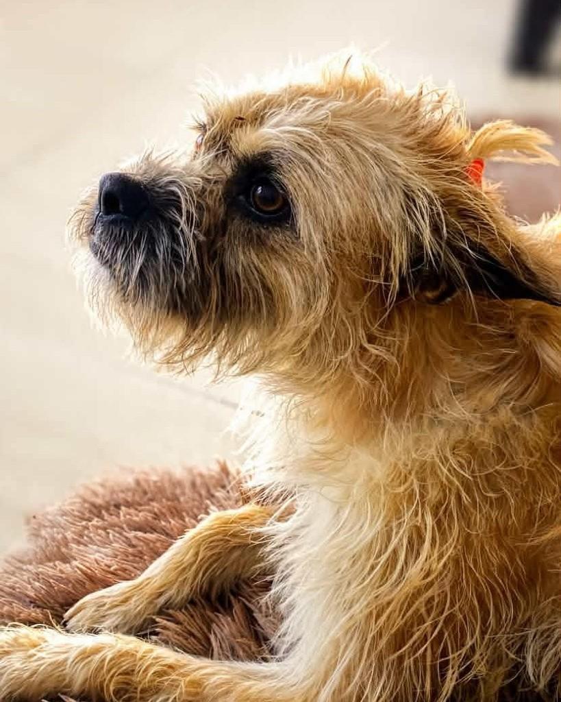 Fiapo de Manga, cachorro de porte pequeno para adoção em Panambi - RS