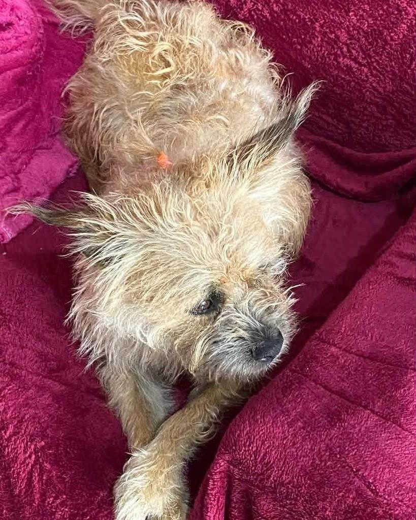 Fiapo de Manga, cachorro de porte pequeno para adoção em Panambi - RS — foto 2 de 3