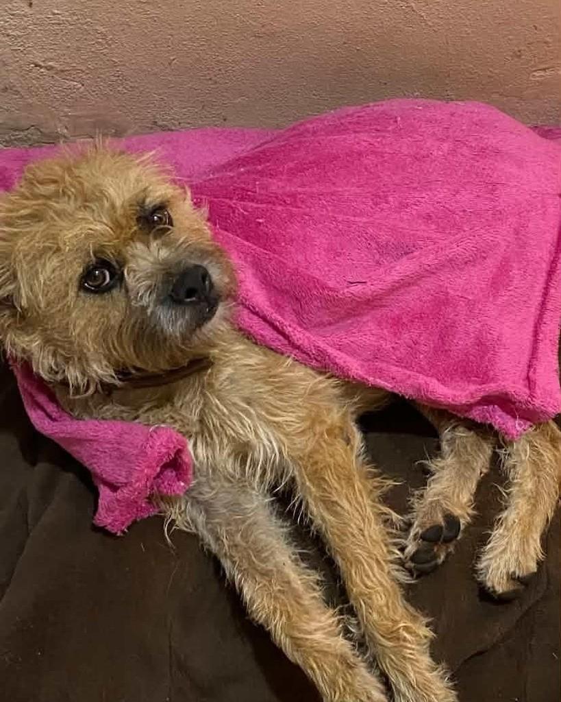 Fiapo de Manga, cachorro de porte pequeno para adoção em Panambi - RS — foto 3 de 3