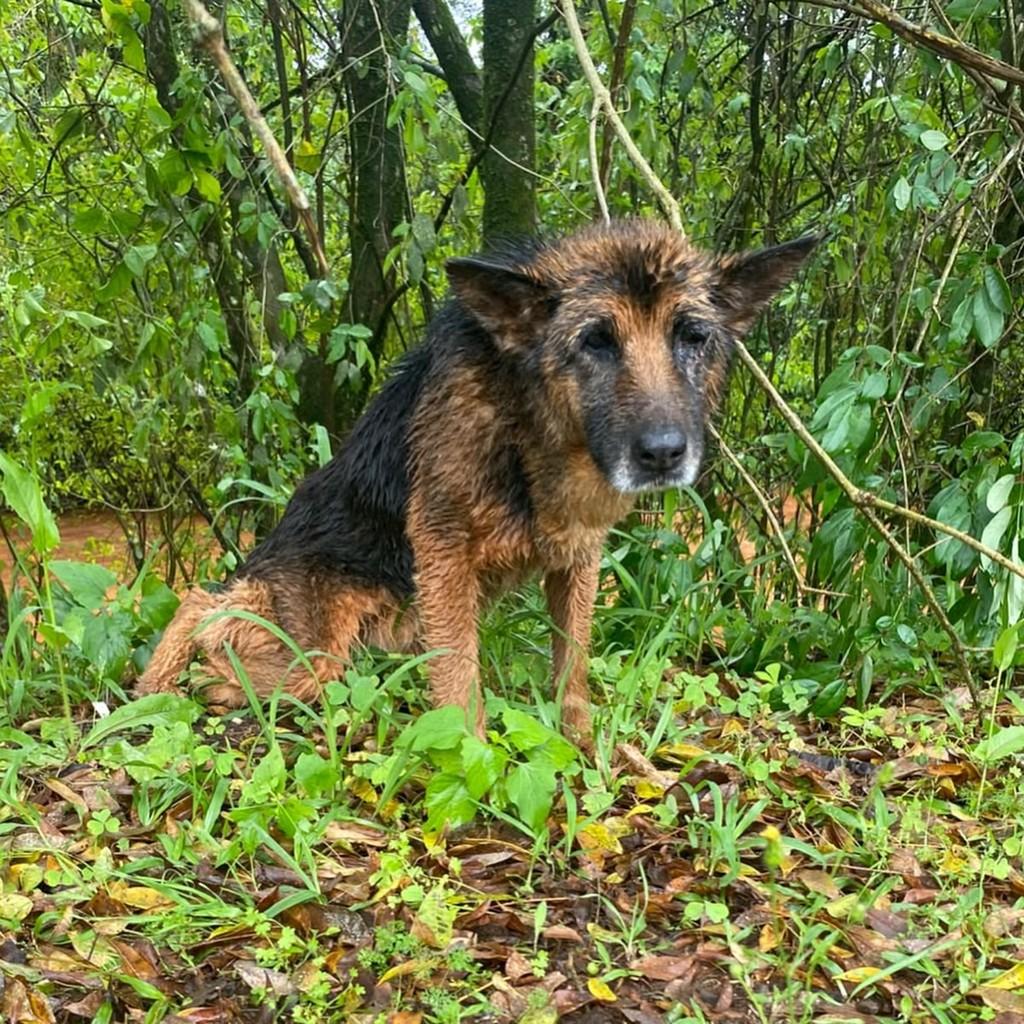 Luna, cadela de porte médio para adoção em Panambi - RS