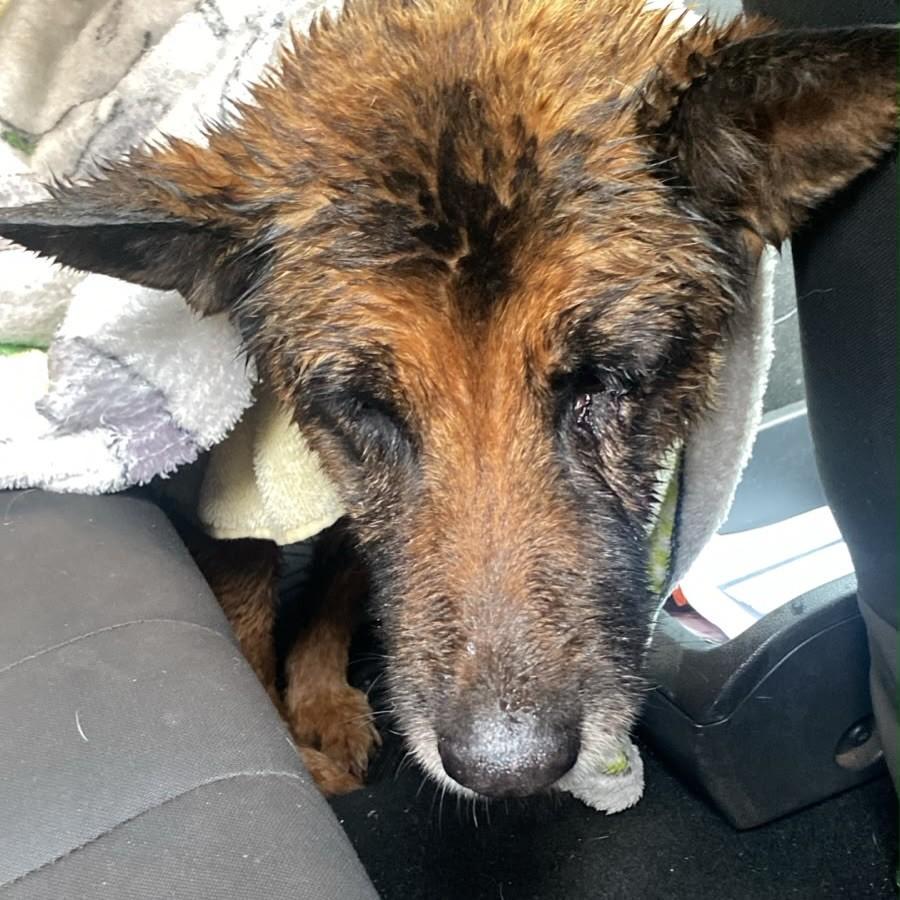 Luna, cadela de porte médio para adoção em Panambi - RS — foto 2 de 2